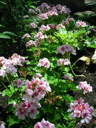 A garden flower photo (Pelargonium)