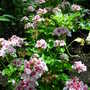 Picture_021