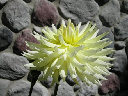Dahlia (Coreopsis maritima (Sea Dahlia))