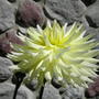 Picture_018