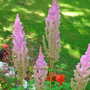 lavender Astilbe (Astilbe arendsii (Astilbe Colour Magic))