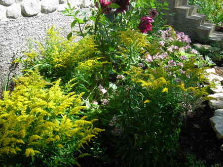 Golden Rod (Solidago canadensis (Canadian Golden Rod))