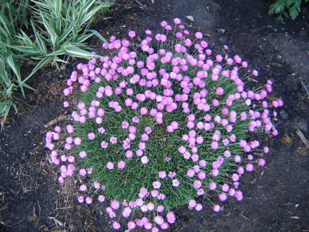Sea Thrift (Armeria martima)