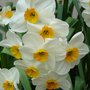 Plant Portraits - Spring flowers in my garden