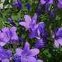 Plant Portraits - Spring flowers in my garden