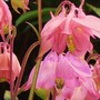 Plant Portraits - Spring flowers in my garden
