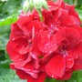 Plant Portraits - Summer flowers in my garden