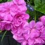 Plant Portraits - Summer flowers in my garden