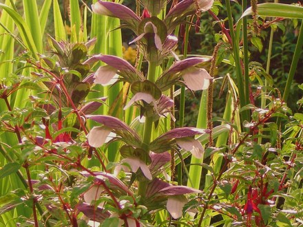 Plant Portraits - Summer flowers in my garden