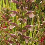 Plant Portraits - Summer flowers in my garden