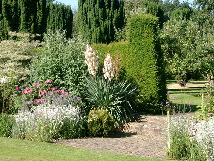 Yucca in steps bed