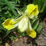Iris bucharica
