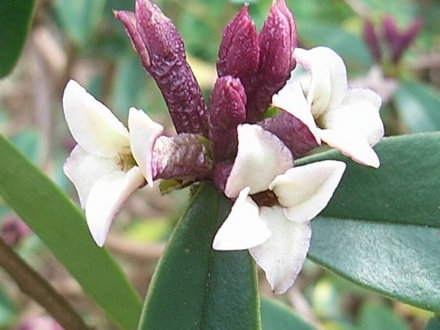 Daphne x burkwoodii 'Somerset' (Daphne x burkwoodii 'Somerset')