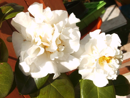 Camellia 'Carlyon' (Camellia e.t.r. 'Carlyon')