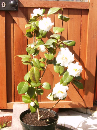Camellia e.t.r. 'Carlyon' (Camellia e.t.r. 'Carlyon')