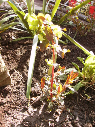 Euphorbia purpurea (Euphorbia purpurea)