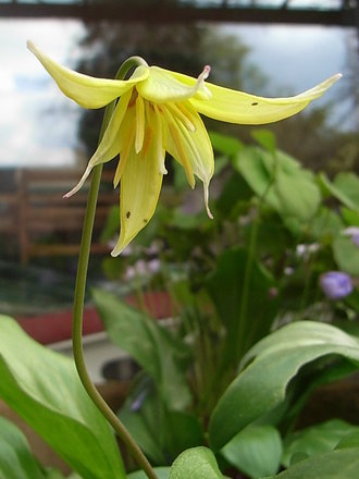 Erythronium 'Pagoda' (Erythronium 'Pagoda')
