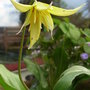 Erythronium__pagoda_