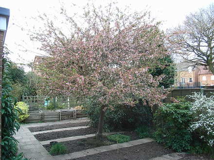 Malus floribunda (Malus floribunda)