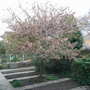 Malus_floribunda