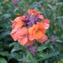 Erysimum 'Apricot Delight' (Erysimum 'Apricot Delight')