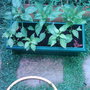 Garden_photo_s_053