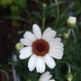 Rhodanthemum 'African Eyes' (Rhodanthemum 'African Eyes')