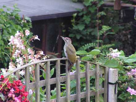 a baby green woodpecker landed in our garden last year ...........