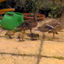 Dsc00034