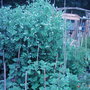 Garden_photo_s_050