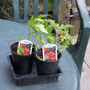 Tumbler Tomatoes