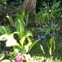 Hostas (Plantain lily)