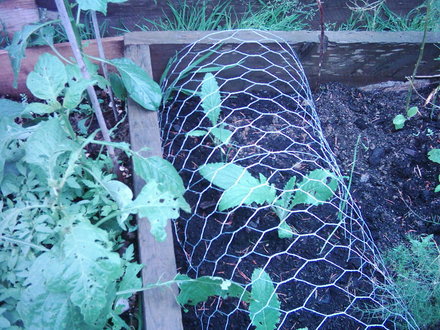 Globe Artichokes. (Cynara)
