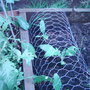 Garden_photo_s_052
