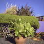 aeonium cunniatum