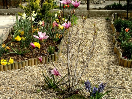 Front garden