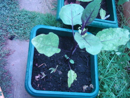 Aubergine (Solanum melongena)