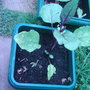 Garden_photo_s_054