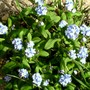 Myosotis alpestris