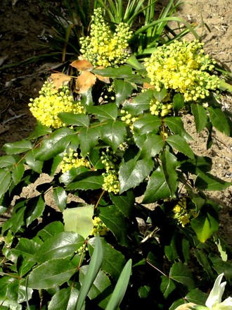 Mahonia on 10th April (Mahonia aquifolium (Oregon grape))