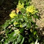 Mahonia on 10th April (Mahonia aquifolium (Oregon grape))