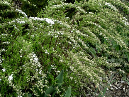 Spirea Arguta just coming out April 10th. (Spirea Japonica, Spirea Arguta and Spirea Nipponica hdge)