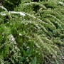 Spirea Japonica, Spirea Arguta and Spirea Nipponica hdge