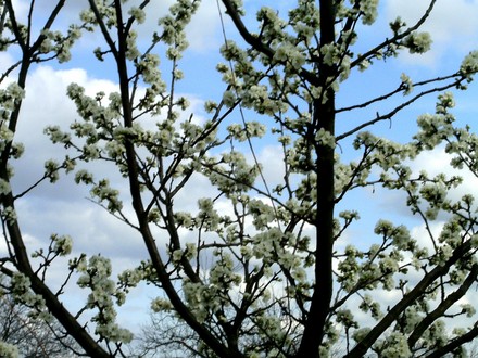 Plum blossom April 10th Local plum known as Ringlo.