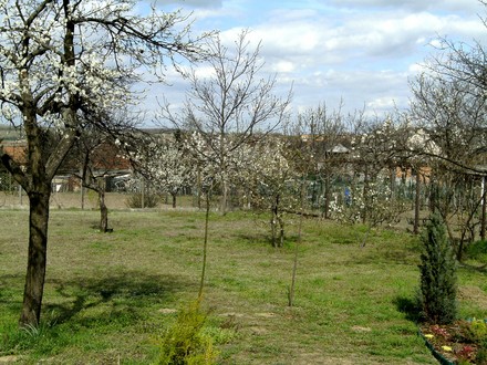 General view of fruit orchard.