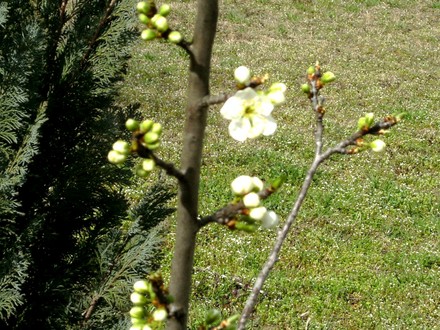 Plum blossom April 10th