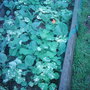 Autumn Cabbage. (Brassicaeae maritima)