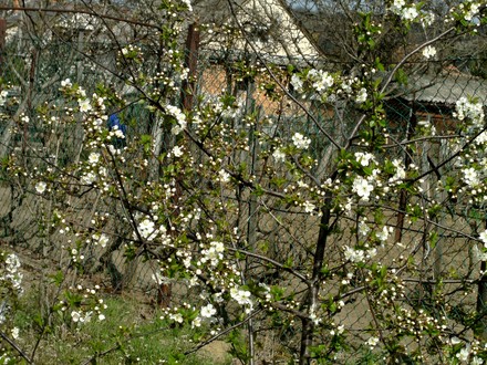 Cherry blossom April 10th