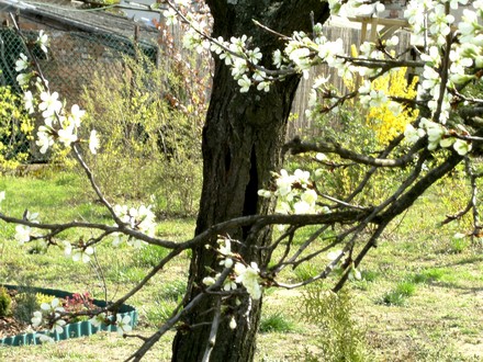 Plum blossom on old tree (blue plums)