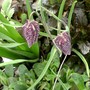 Fritillaria (Fritillaria)